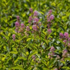 Ceanothus 'Marie-rose' -Garden Plant Store pl2000043206 card3 lg