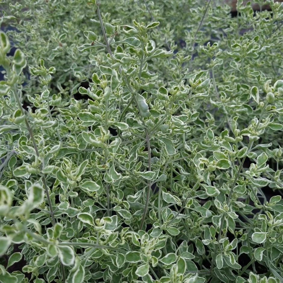 Prostanthera ovalifolia 'Variegata' Prostanthera Ovalifolia 'Variegata' -Garden Plant Store pl2000043210
