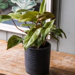 Philodendron 'Painted Lady' -Garden Plant Store pl2000043224 card3 lg