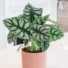 Alocasia 'Silver Dragon' -Garden Plant Store pl2000043236