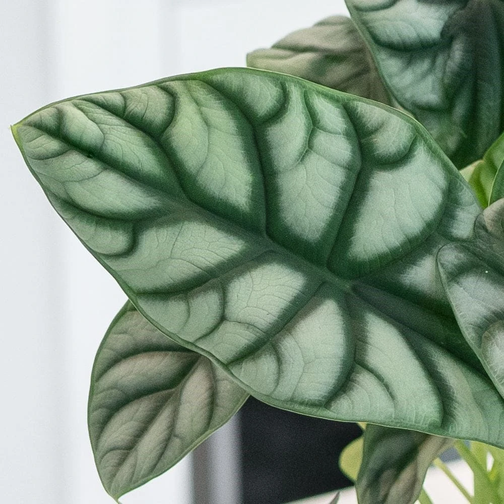 Alocasia 'Silver Dragon' Alocasia 'Silver Dragon' -Garden Plant Store pl2000043236 card2 lg