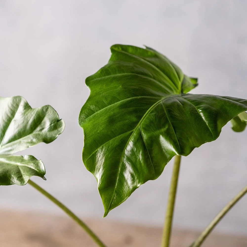 Alocasia 'Portodora' Alocasia 'Portodora' -Garden Plant Store pl2000043238 card3 lg