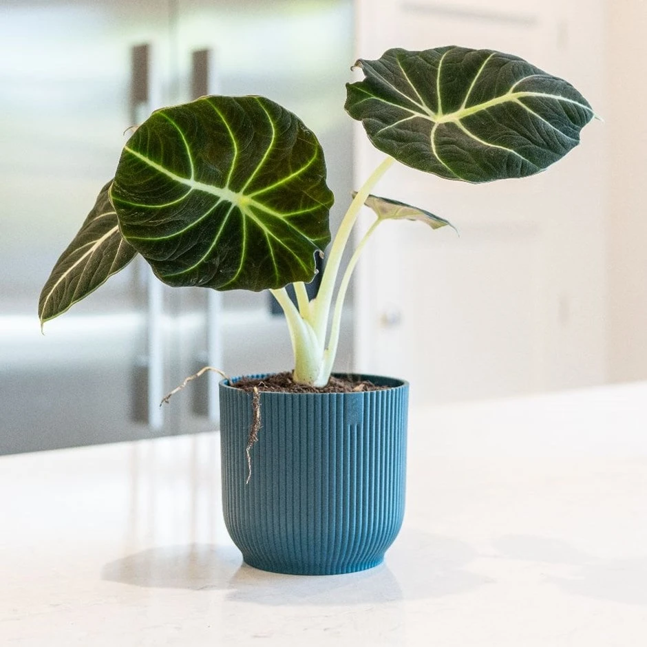 Alocasia 'Black Velvet' Alocasia 'Black Velvet' -Garden Plant Store pl2000043242