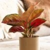 Aglaonema 'Star Orange' 5 Aglaonema 'Star Orange' -Garden Plant Store pl2000043247