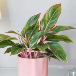 Aglaonema 'Star Light Pink' -Garden Plant Store pl2000043249 card3 lg