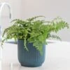 Asplenium 'Parvati' -Garden Plant Store pl2000043255