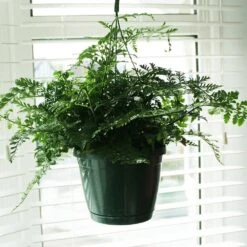 Asplenium 'Parvati' -Garden Plant Store pl2000043255 card3 lg