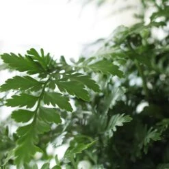 Asplenium 'Parvati' -Garden Plant Store pl2000043255 card4 lg