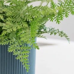 Asplenium 'Parvati' -Garden Plant Store pl2000043255 card5 lg