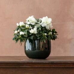 Azalea Flandresse 'White' -Garden Plant Store pl2000043256 card3 lg