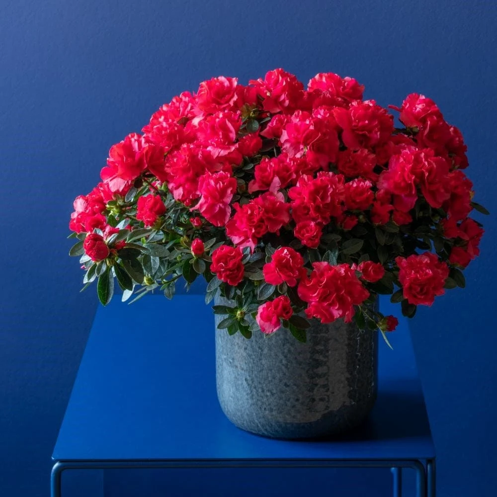 Azalea flandresse 'Red' Azalea Flandresse 'Red' -Garden Plant Store pl2000043257 card6 lg