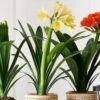 Clivia Miniata Var. Citrina -Garden Plant Store pl2000043261