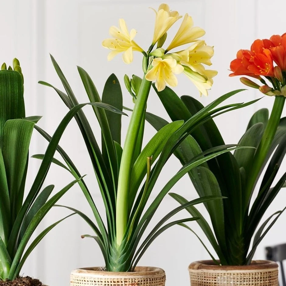 Clivia miniata var. citrina Clivia Miniata Var. Citrina -Garden Plant Store pl2000043261