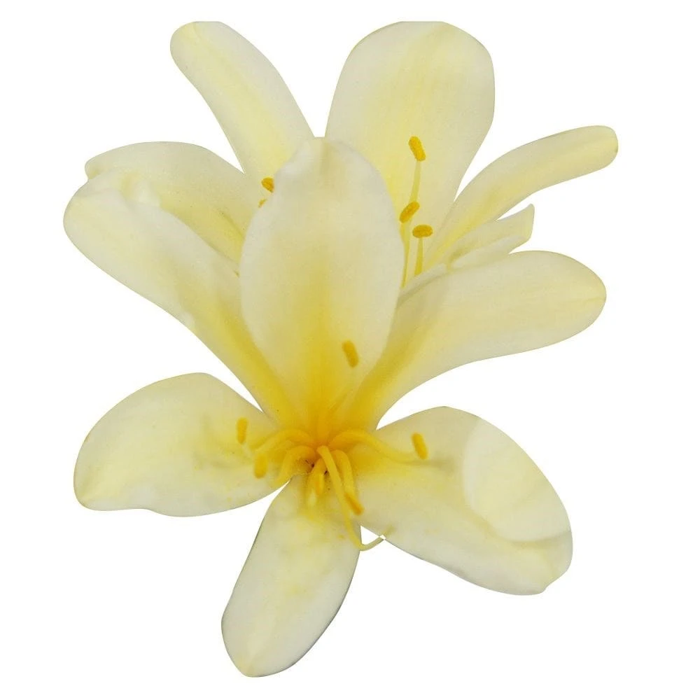 Clivia miniata var. citrina Clivia Miniata Var. Citrina -Garden Plant Store pl2000043261 card2 lg