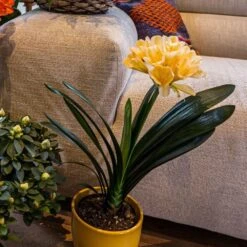 Clivia Miniata Var. Citrina 2 Clivia Miniata Var. Citrina -Garden Plant Store pl2000043261 card3 lg