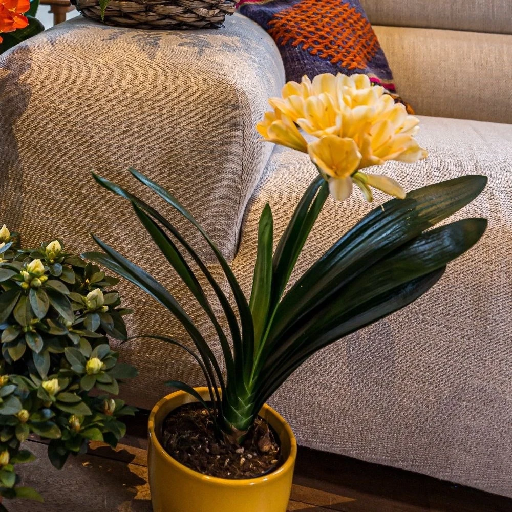 Clivia miniata var. citrina Clivia Miniata Var. Citrina -Garden Plant Store pl2000043261 card3 lg