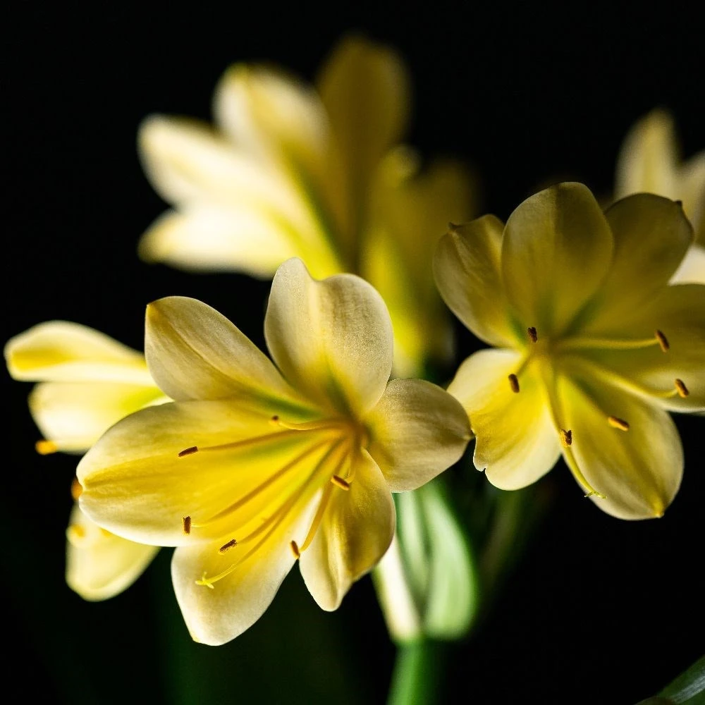 Clivia miniata var. citrina Clivia Miniata Var. Citrina -Garden Plant Store pl2000043261 card4 lg
