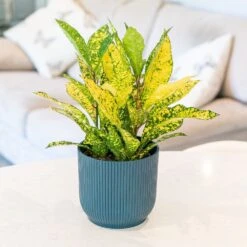 Codiaeum Variegatum Var. Pictum 'Gold Sun' 2 Codiaeum Variegatum Var. Pictum 'Gold Sun' -Garden Plant Store pl2000043265 card3 lg