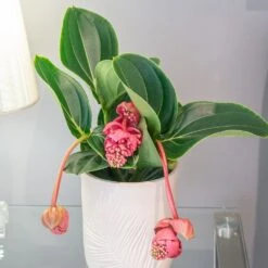 Medinilla Magnifica 'Lambada' -Garden Plant Store pl2000043285 card3 lg