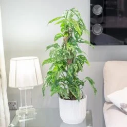 Monstera Adansonii -Garden Plant Store pl2000043287 card3 lg