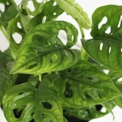 Monstera Adansonii -Garden Plant Store pl2000043287 card4 lg