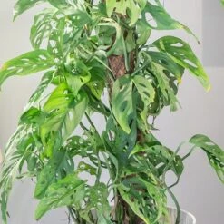 Monstera Adansonii -Garden Plant Store pl2000043287 card5 lg