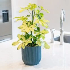 Schefflera Arboricola 'Melanie' -Garden Plant Store pl2000043301 card3 lg