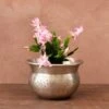 Schlumbergera 'Exotic Dancer' 7 Schlumbergera 'Exotic Dancer' -Garden Plant Store pl2000043302
