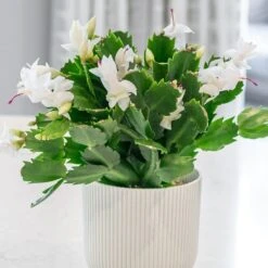 Schlumbergera White-flowered -Garden Plant Store pl2000043303 card3 lg