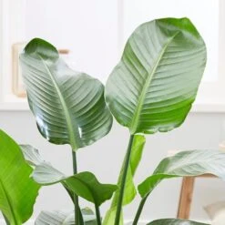 Strelitzia Nicolai -Garden Plant Store pl2000043305 card4 lg