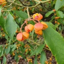 Euonymus Myrianthus