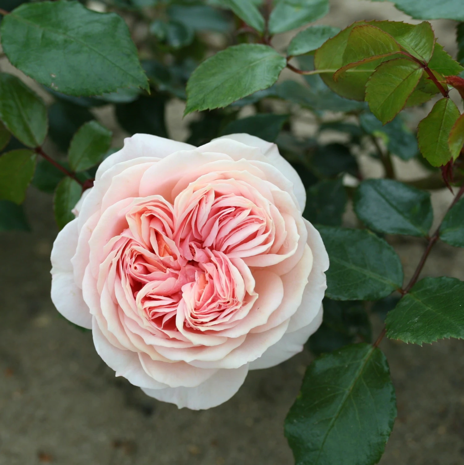 Rosa Joie de Vivre ('Korfloci 01') (PBR) Rosa Joie De Vivre ('Korfloci 01') (PBR) -Garden Plant Store pl2000044024 card2 lg