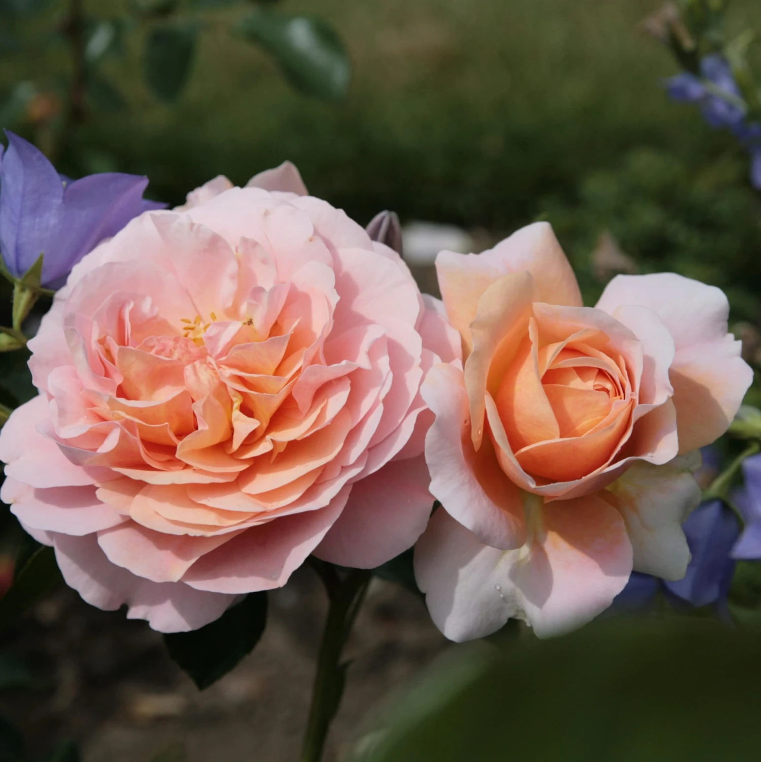 Rosa Joie de Vivre ('Korfloci 01') (PBR) Rosa Joie De Vivre ('Korfloci 01') (PBR) -Garden Plant Store pl2000044024 card3 lg scaled