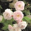 Rosa 'Noisette Carnée' -Garden Plant Store pl2000044029