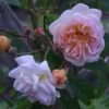 Rosa 'Ghislaine De Féligonde' -Garden Plant Store pl2000044030