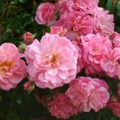 Rosa 'Rural England' -Garden Plant Store pl2000044031 card2 lg