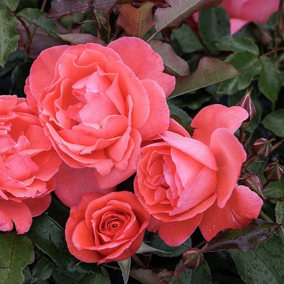 Rosa Happy Anniversary ('Bedfranc') (PBR) Rosa Happy Anniversary ('Bedfranc') (PBR) -Garden Plant Store pl2000044032