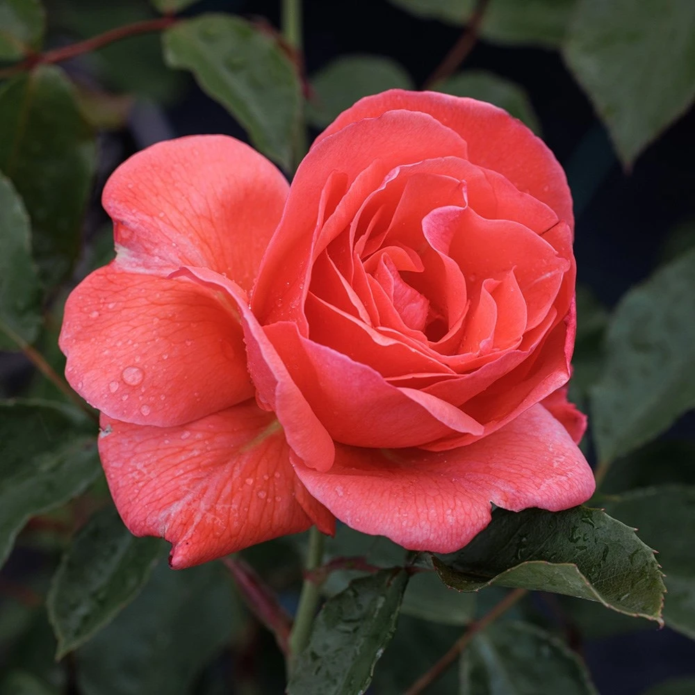 Rosa Happy Anniversary ('Bedfranc') (PBR) Rosa Happy Anniversary ('Bedfranc') (PBR) -Garden Plant Store pl2000044032 card2 lg