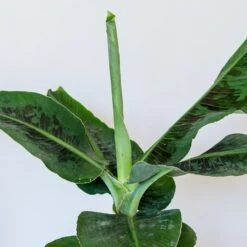 Musa Acuminata 'Dwarf Cavendish' -Garden Plant Store pl2000044075 card3 lg