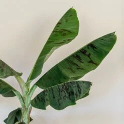 Musa Acuminata 'Dwarf Cavendish' -Garden Plant Store pl2000044075 card4 lg