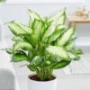Dieffenbachia 'Camille'