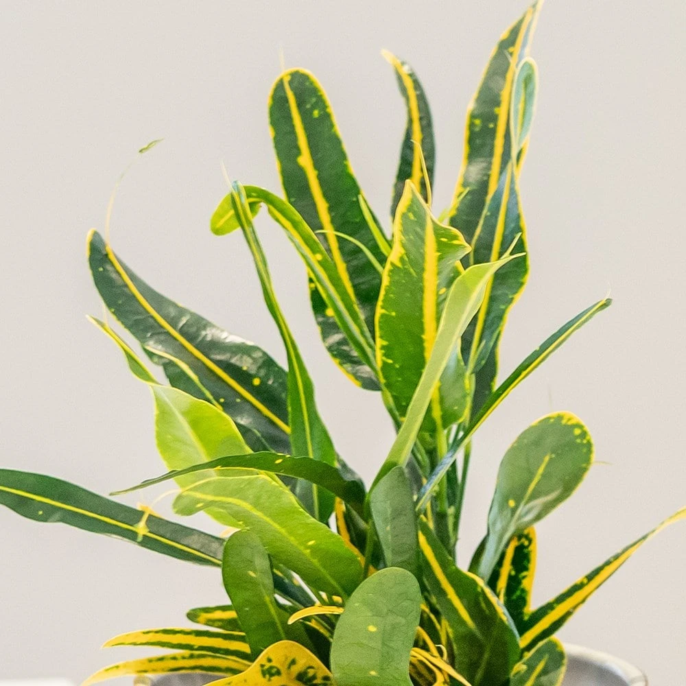 Codiaeum 'Banana' Codiaeum 'Banana' -Garden Plant Store pl2000044110 card2 lg