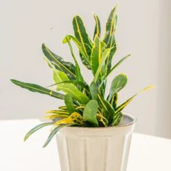 Codiaeum 'Banana' 2 Codiaeum 'Banana' -Garden Plant Store pl2000044110 card3 lg