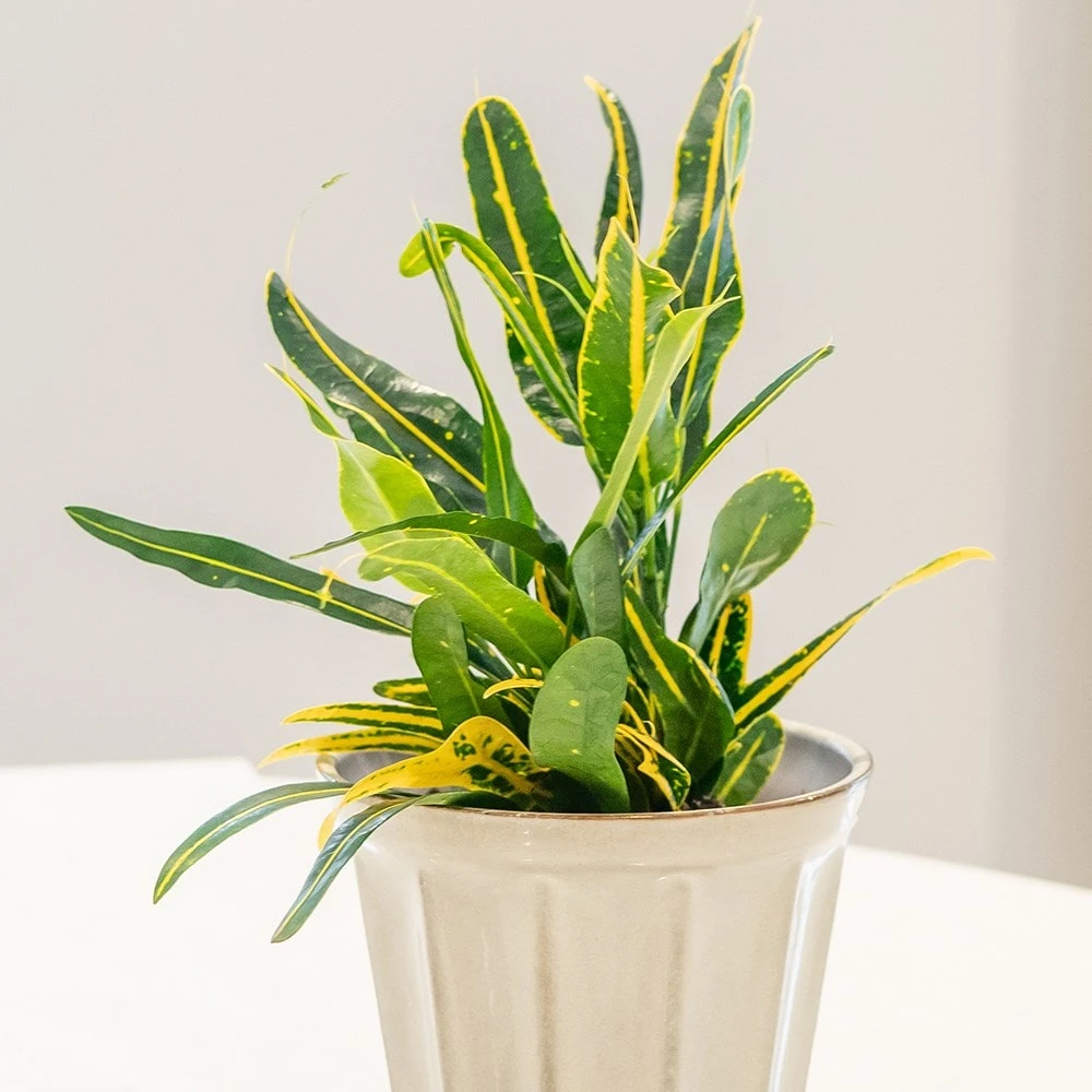 Codiaeum 'Banana' Codiaeum 'Banana' -Garden Plant Store pl2000044110 card3 lg