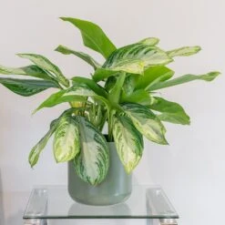 Aglaonema 'Silver Bay' -Garden Plant Store pl2000044127 card3 lg