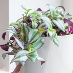 Tradescantia Zebrina -Garden Plant Store pl2000044137 card3 lg