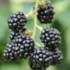 Blackberry 'Waldo'