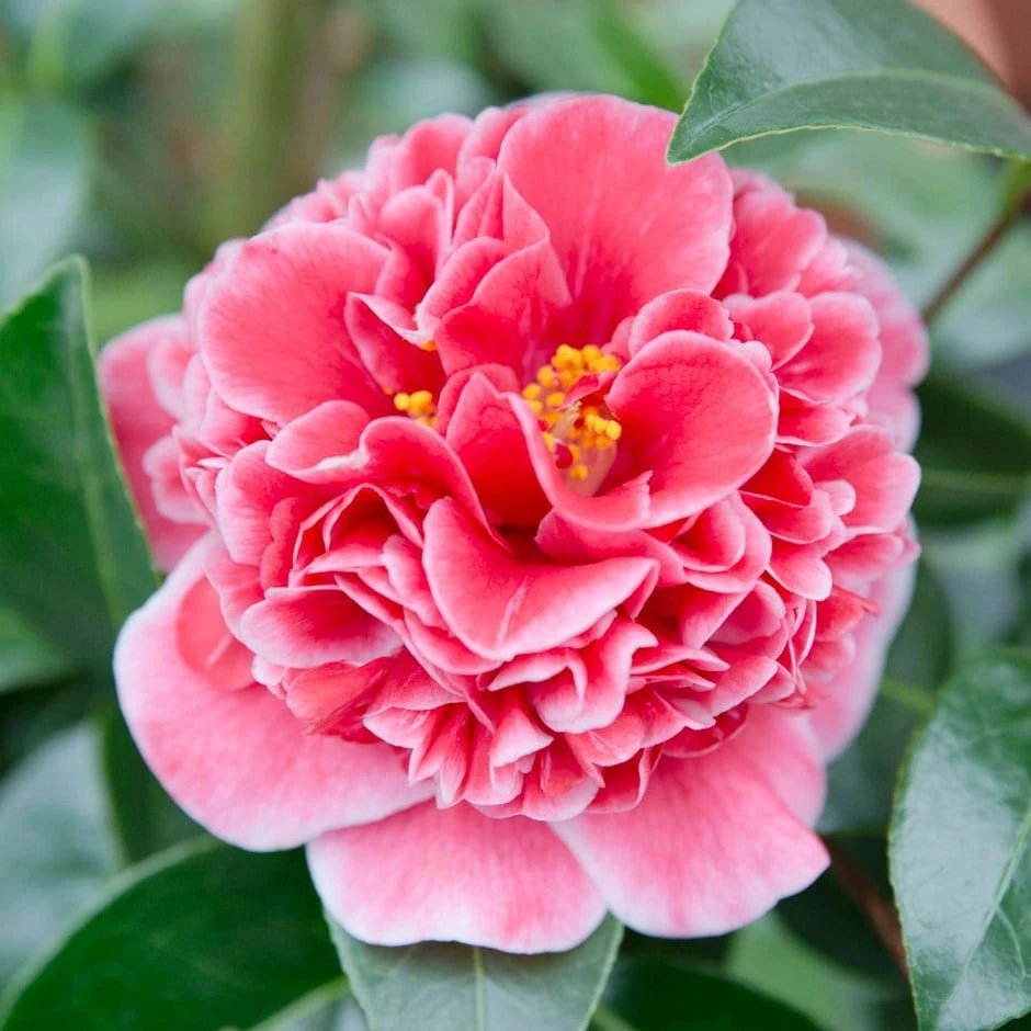 Camellia japonica 'Volunteer' (PBR) Camellia Japonica 'Volunteer' (PBR) -Garden Plant Store pl2000044320
