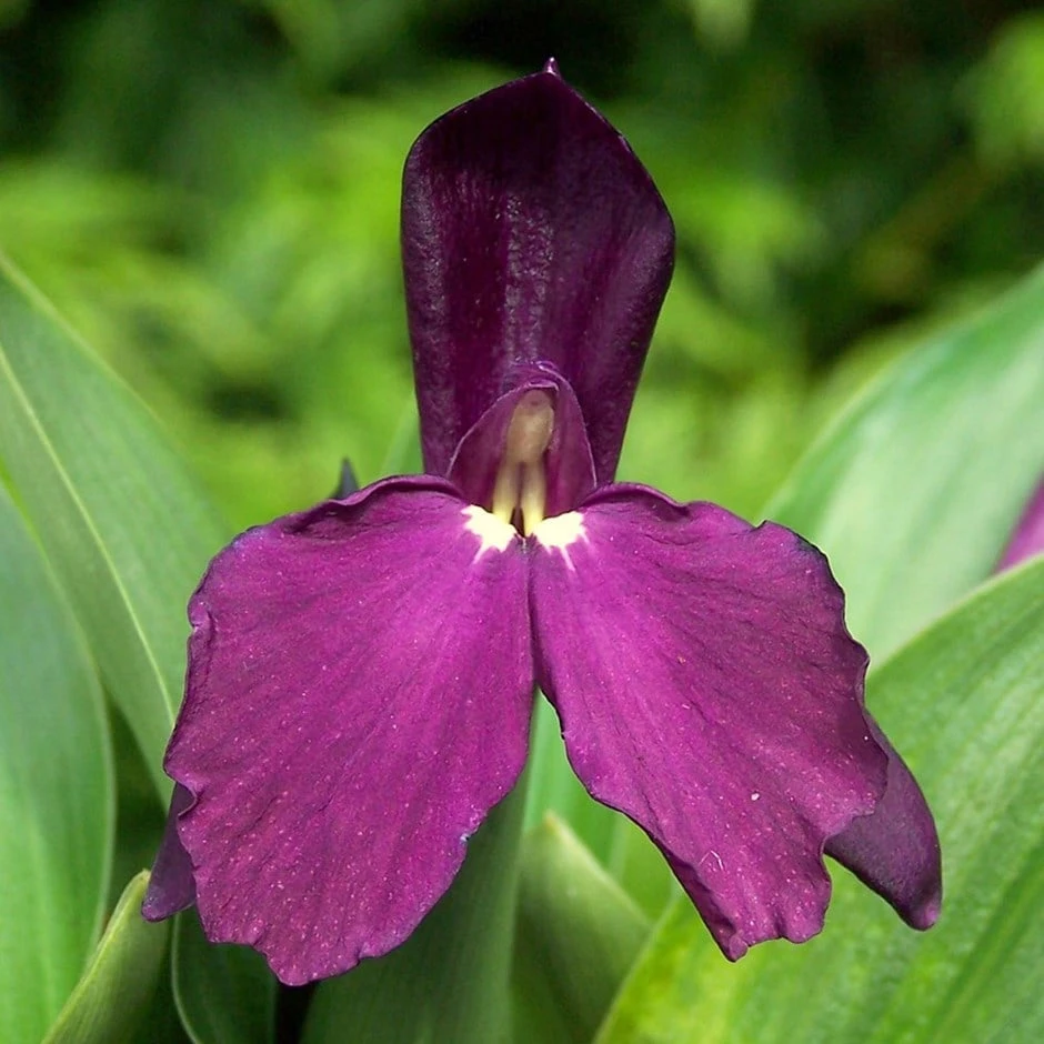 Roscoea 'Harvington Evening Star' Roscoea 'Harvington Evening Star' -Garden Plant Store pl2000044428
