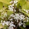 Callicarpa Bodinieri 'Magical Snowstar ('Kolmsnostar') (PBR) -Garden Plant Store pl2000044654